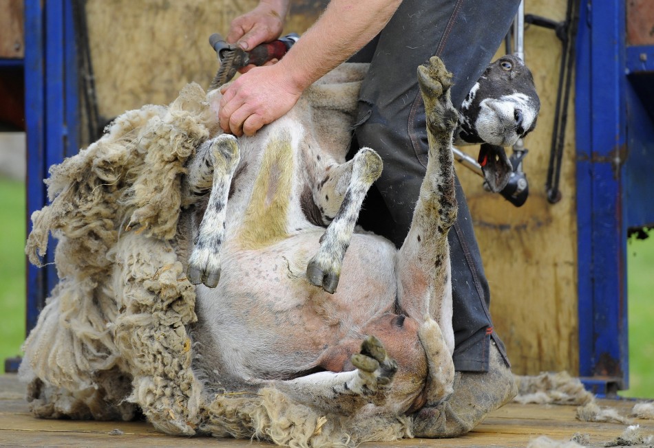 London 2012 Games: Sheep Shearing 'Should be Olympic Sport'