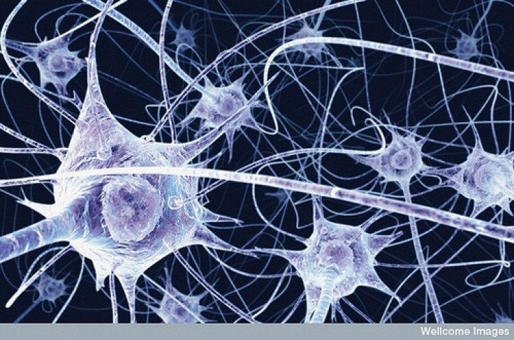 Nerve Cells