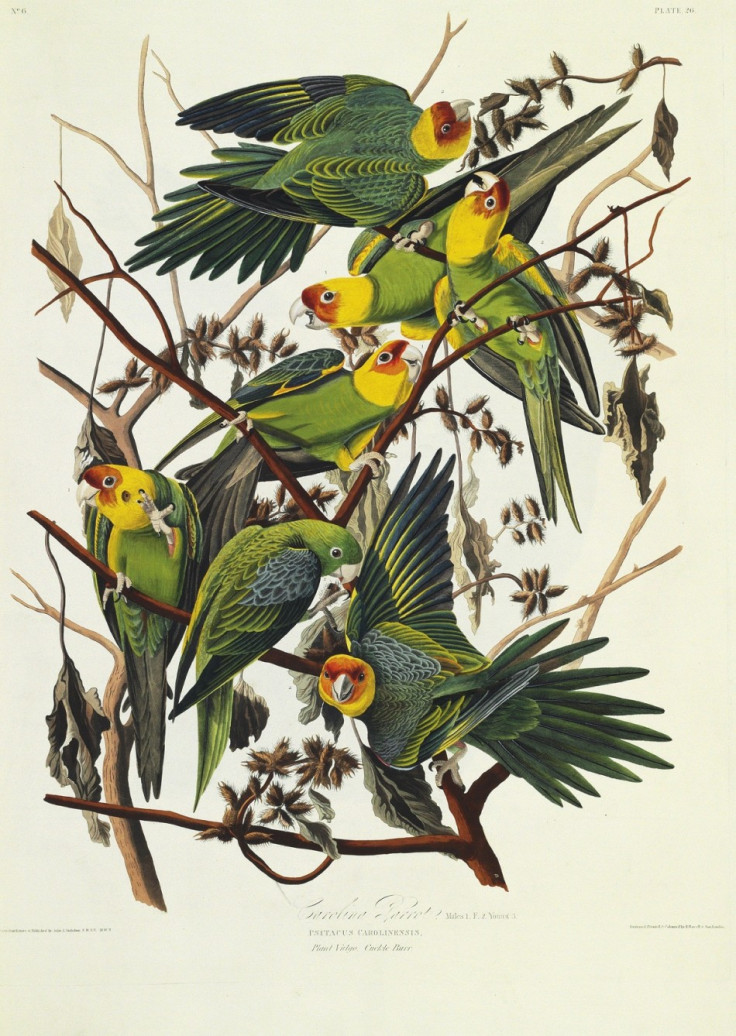 A rare first edition of John James Audobon's 'The Birds Of America' (1827-1838) will be auctioned at Christie's in New York
