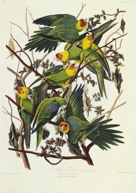 The Birds of America
