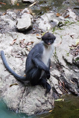 Miller's grizzled langur