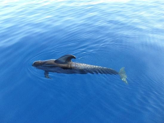 A pilot whale in the wild (image: trip adviser) A pilot whale in the wild (image: trip adviser)