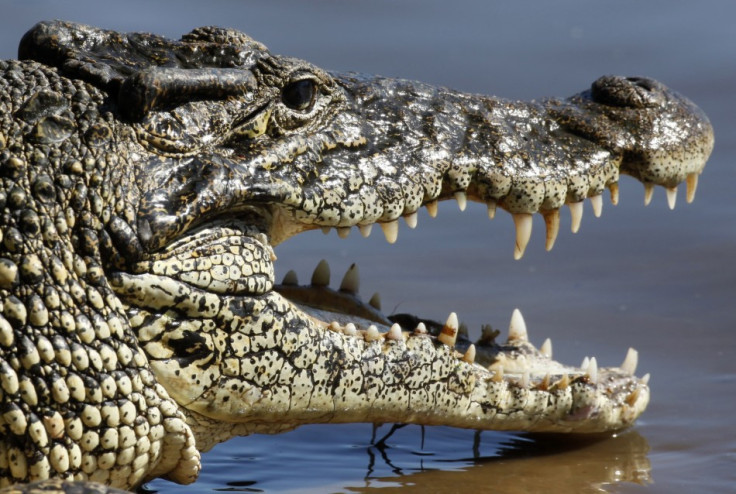 Saltwater Crocodile