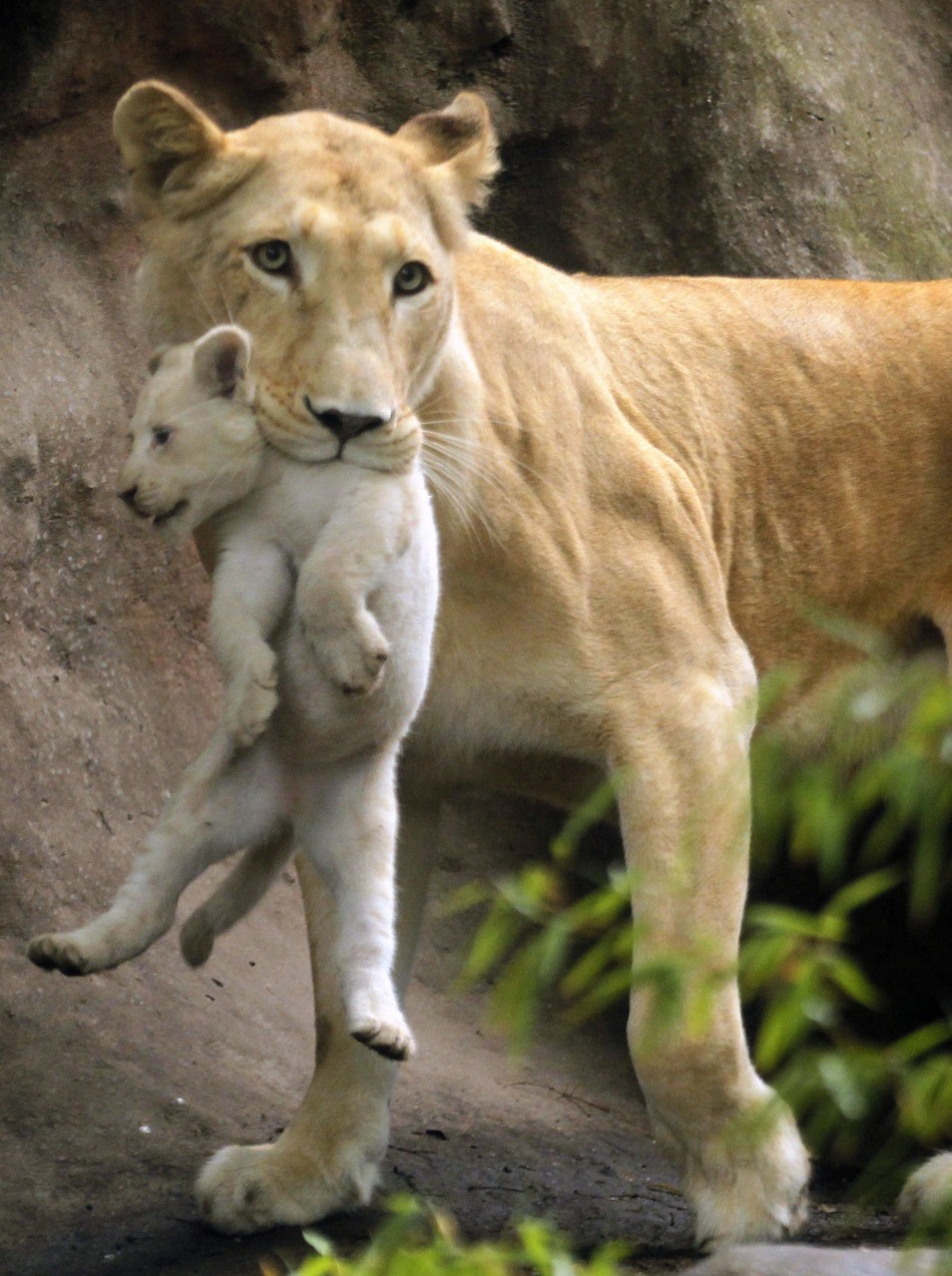 Mother and Baby: Best Photos of Animal Bonding [SLIDESHOW]