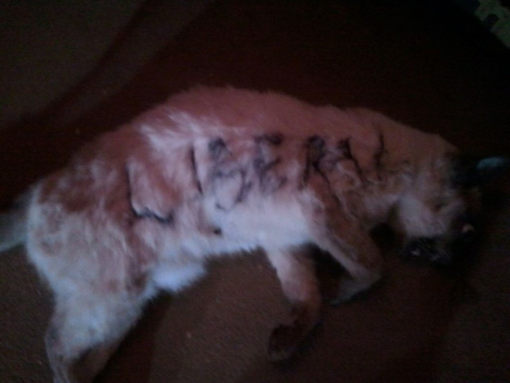 The slaughtered cat of Jake Burris