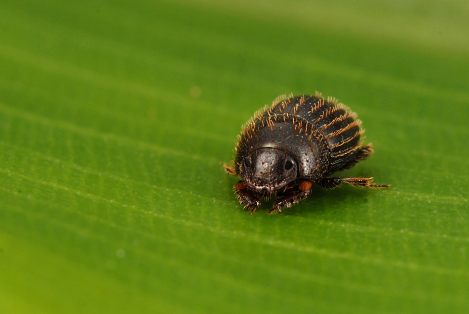 Tiny dung beetle