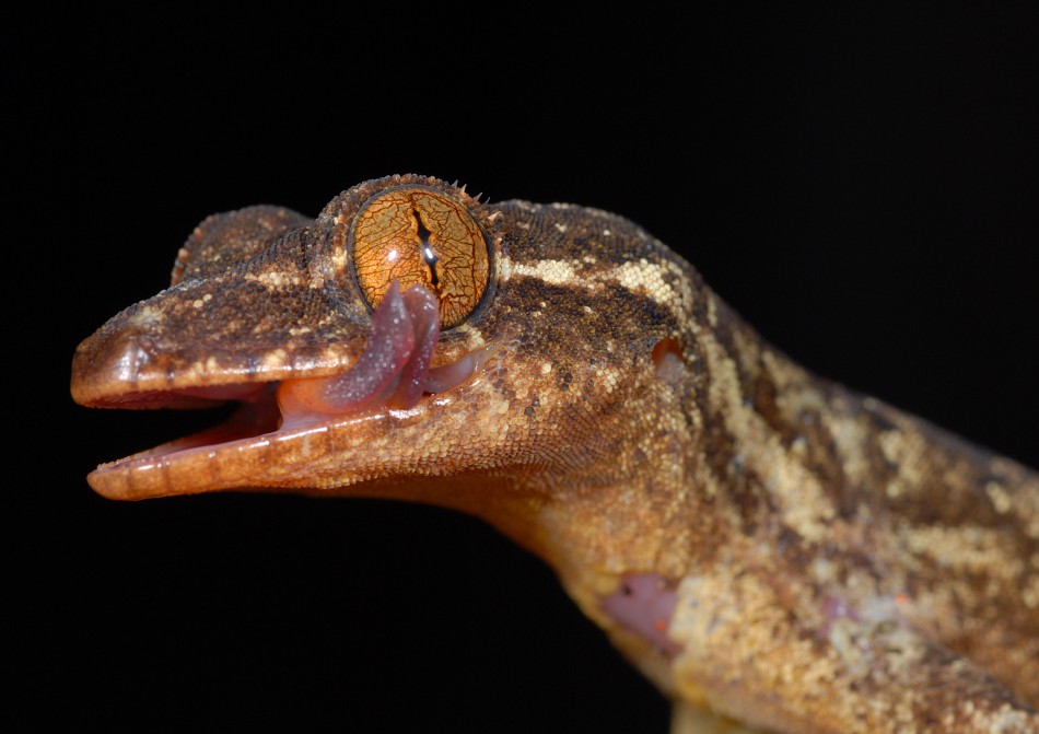 Turnip-tailed gecko