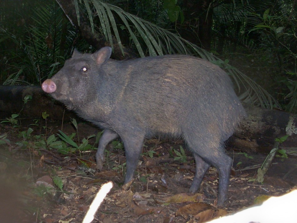 The collared peccary