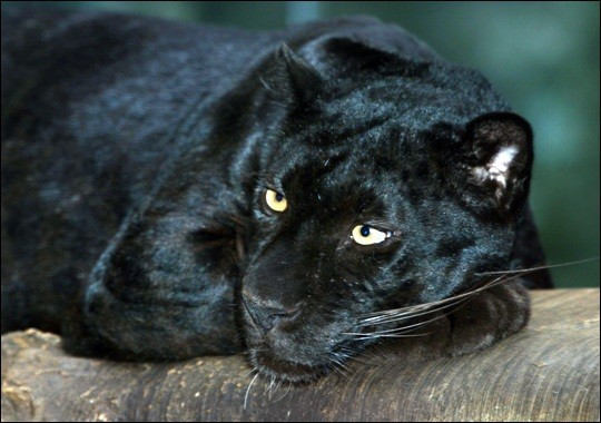 Beast of Stroud