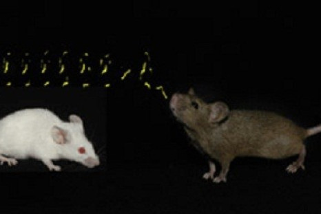 Male Mice Sing Romantic Songs to Attract Females