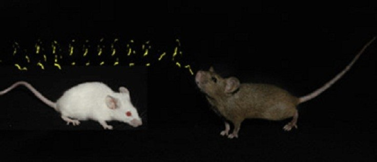 Male Mice Sing Romantic Songs to Attract Females