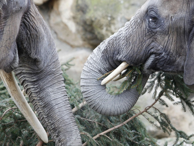 Asian Elephants