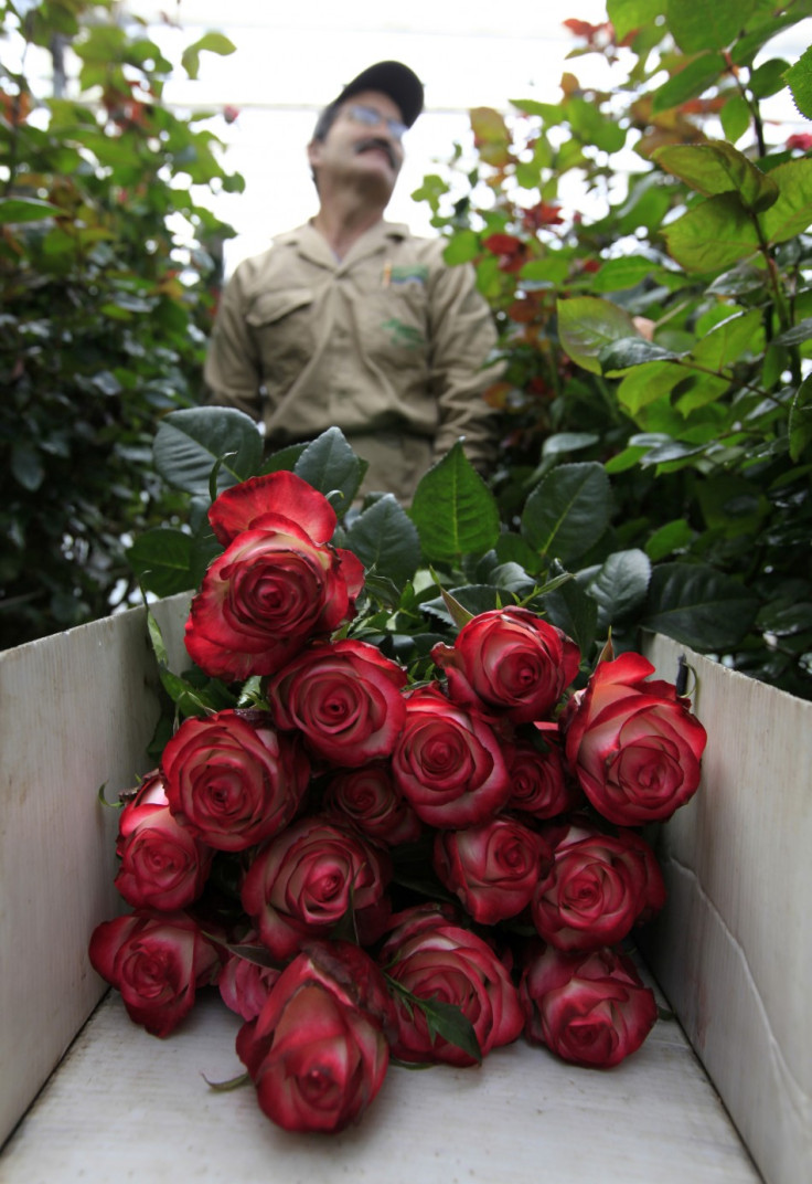 Colombian Flower Growers Prepare for Valentine’s Day