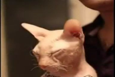 Tattooed  sphynx cat