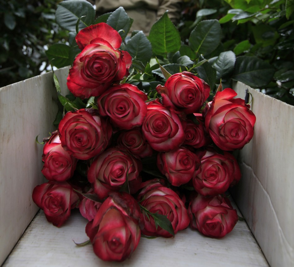 Valentine's Day 2012 Most Expensive Roses Not Always Best