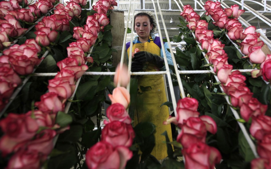 Colombian Flower Growers Ready for Valentine’s Day [PHOTOS]