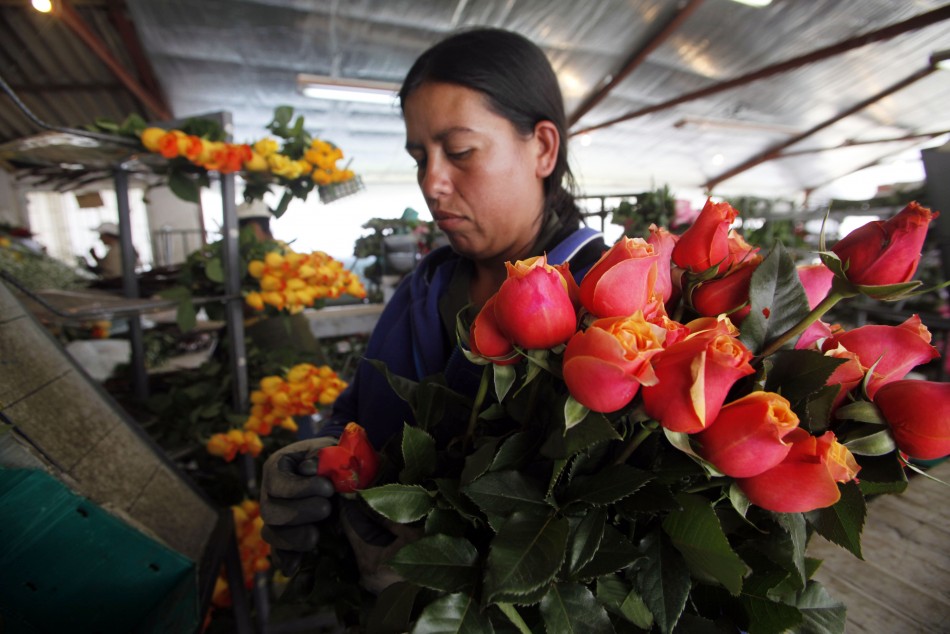 Colombian Flower Growers Ready for Valentine’s Day [PHOTOS]