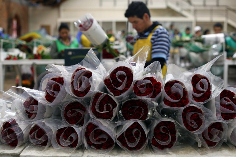Colombian Flower Growers Ready for Valentine’s Day [PHOTOS]