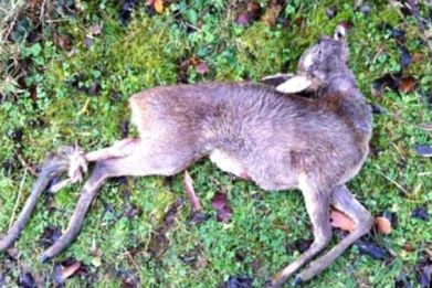 Remains of one of the roe deer