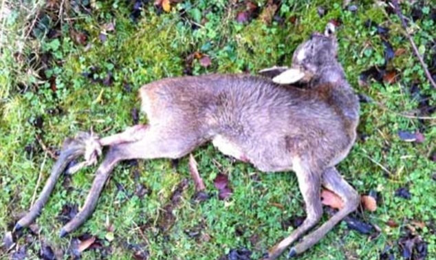 Remains of one of the roe deer