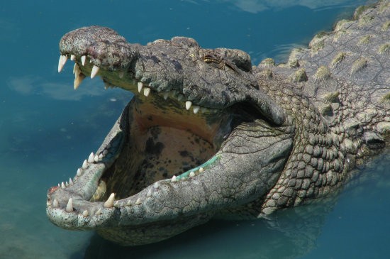 Harry the Crocodile