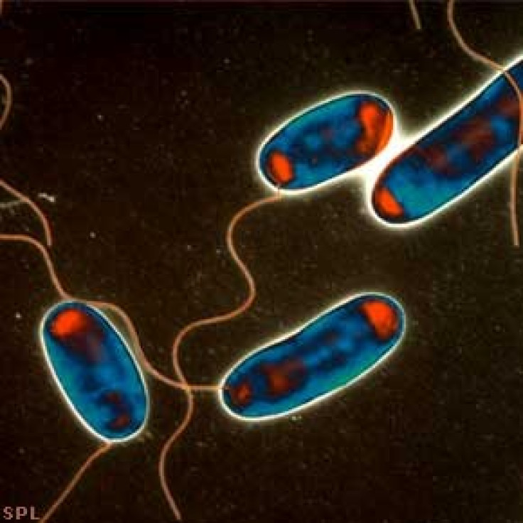 Legionnaires' disease bacteria