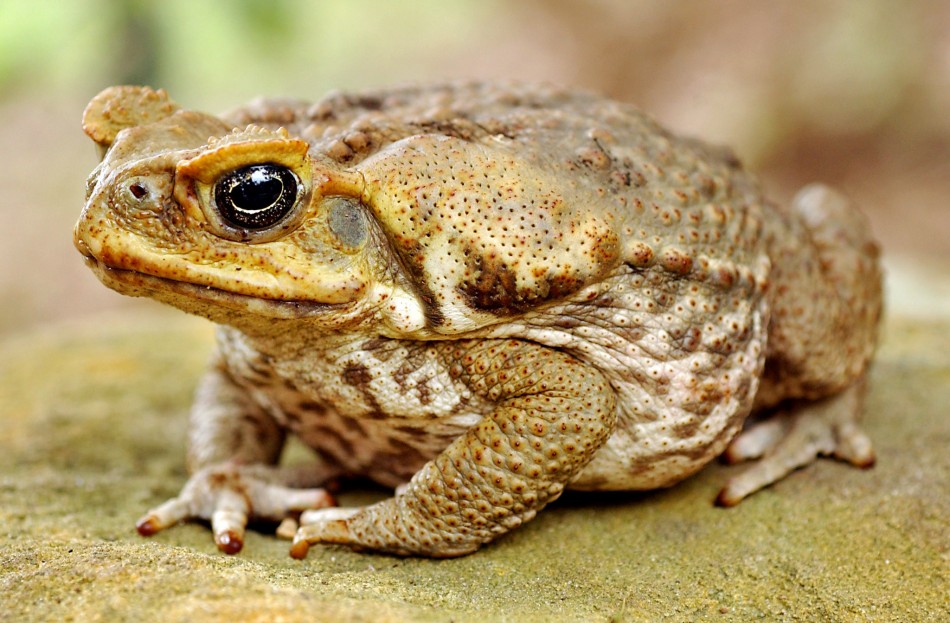 Toads can predict eathquakes