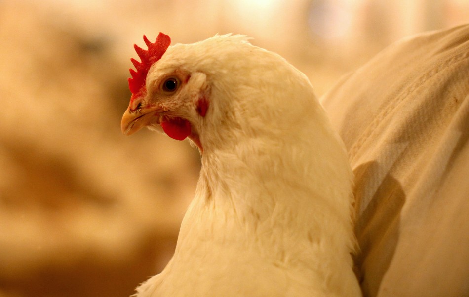 Chicken Given Banned Antibiotics
