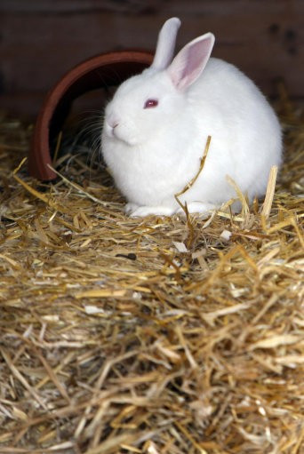 A Rabbit