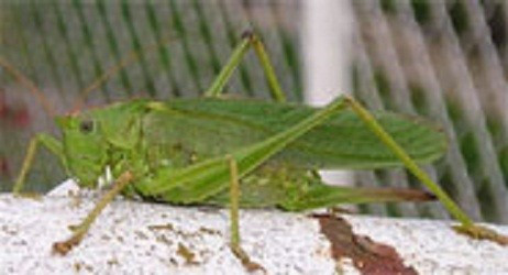 Prehistoric Crickets and Their Love Songs: Jurassic Serenades