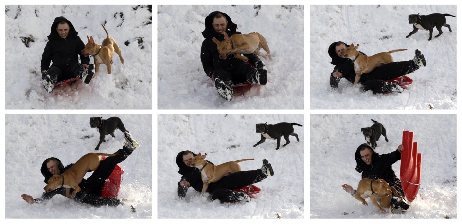 A combination photograph shows a man being knocked of his toboggan by a dog in Newtown Linford