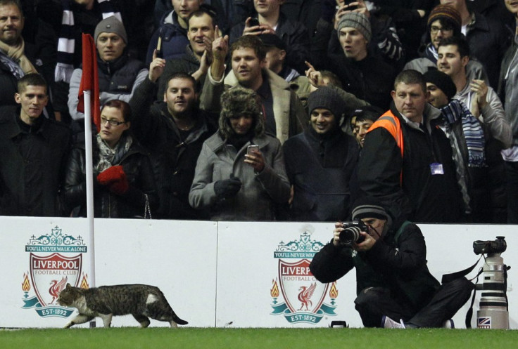 Anfield cat