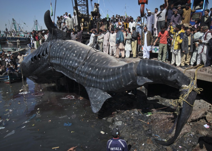 Residents gather as a whale shark is pulled from the water by cranes after it was found dead at Karachi&#039;s fish harbor