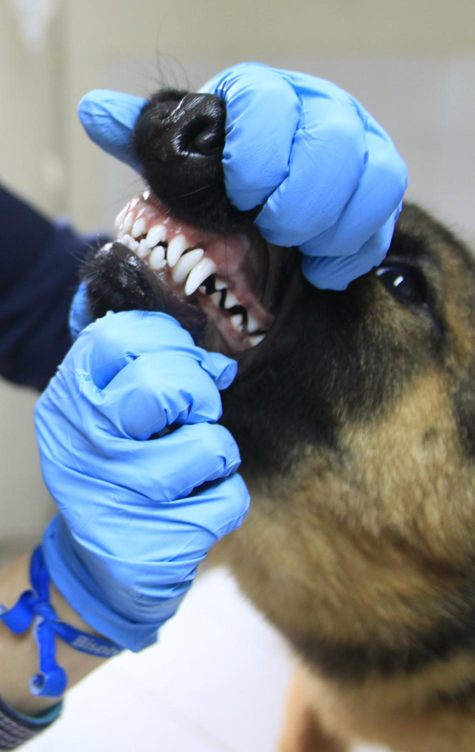 Animals Visit the Dentist