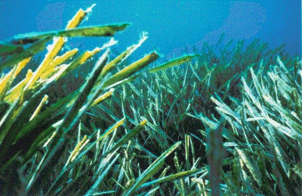 Seagrass Posidonia oceanica