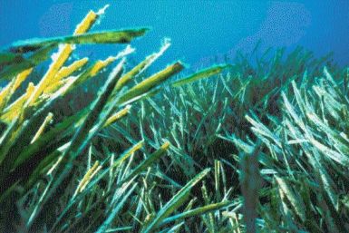Seagrass (Posidonia oceanica)