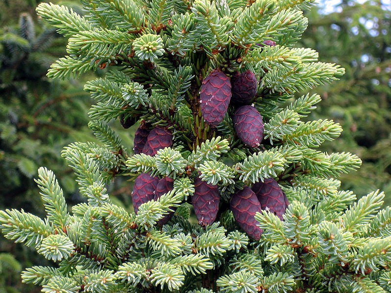Black Spruce Picea mariana