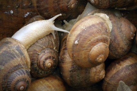 Creepy Crawlies: Scientists Develop Cyborg Snails