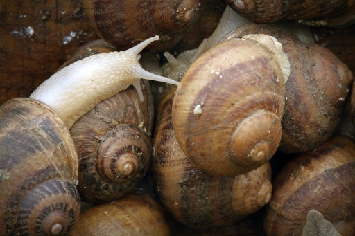 Creepy Crawlies: Scientists Develop Cyborg Snails
