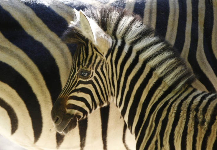 Mystery of the Zebra Stripe Solved