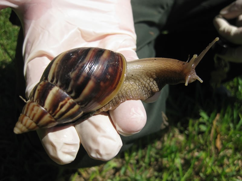 Giant African Snails invade Florida [VIDEO]