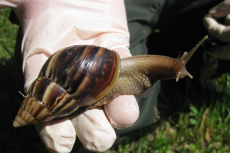 Invasion of Giant African Snails in Florida