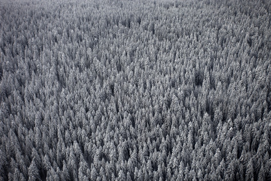 An aerial view of pine forests near the central Bosnian town of Vlasic covered by snow in winter