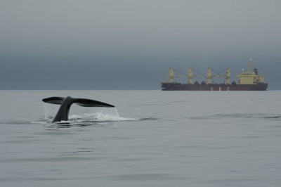 Research Whales Stressed Out By Shipping Noise Research Whales Stressed Out By Shipping Noise