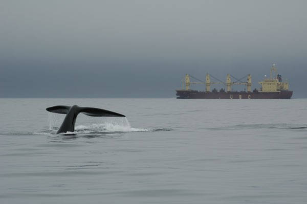 Research Whales Stressed Out By Shipping Noise