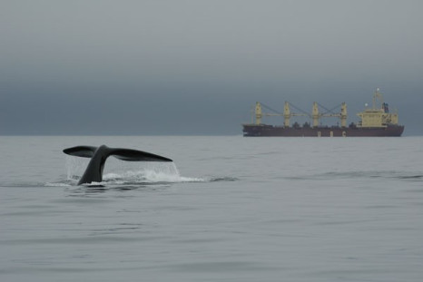 Research: Whales Stressed Out By Shipping Noise