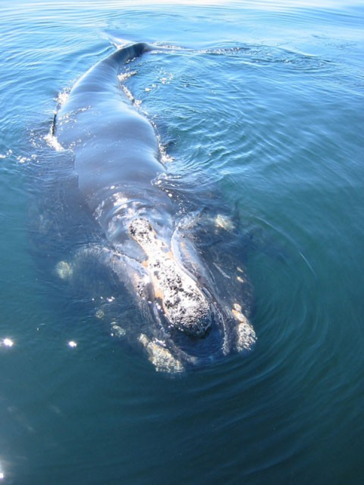 Research: Whales Stressed Out By Shipping Noise Research: Whales Stressed Out By Shipping Noise