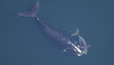 Research Whales Stressed Out By Shipping Noise Research Whales Stressed Out By Shipping Noise