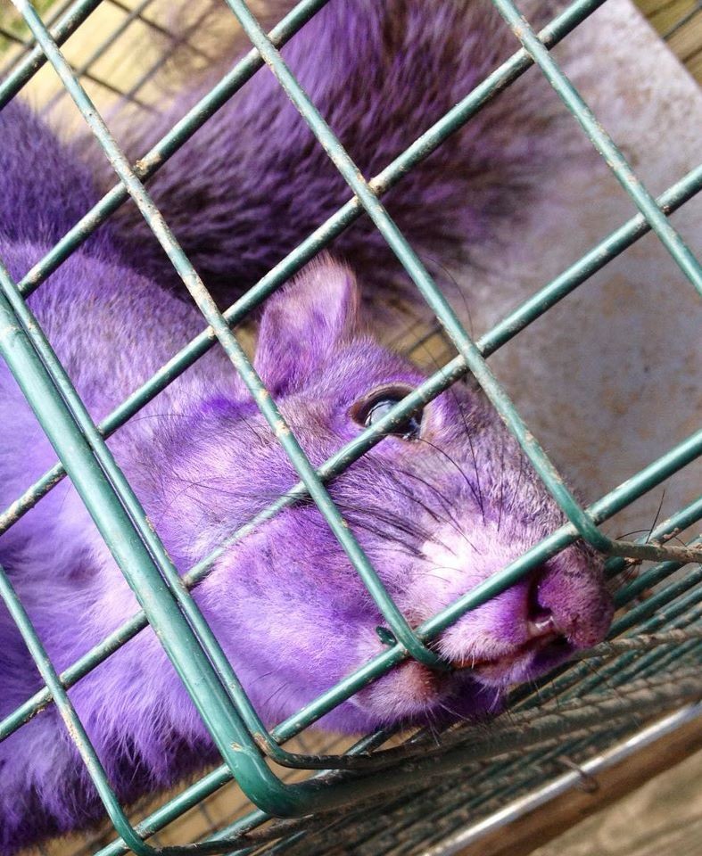 Purple Squirrel and other Animal Mysteries