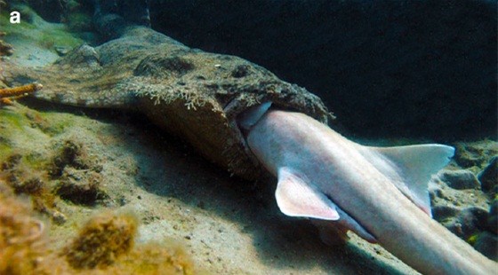 Its a Shark-Eat-Shark World Australian Researchers Take First-Ever Photographs